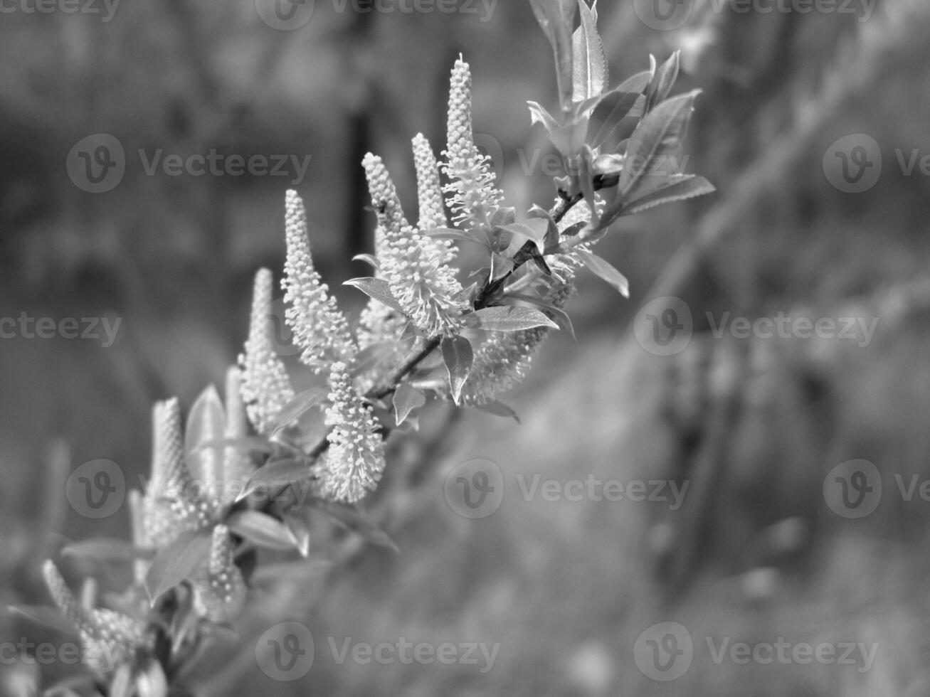 Green Spring Plants Close View Natural Background Version 169 photo