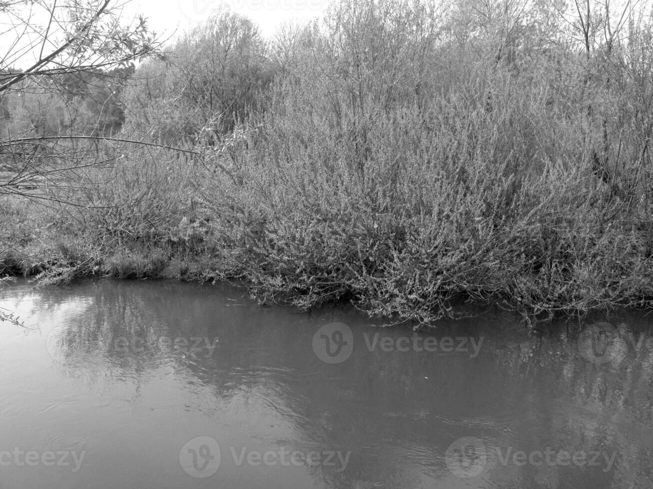 Green Spring Plants Close View Natural Background Version 189 photo