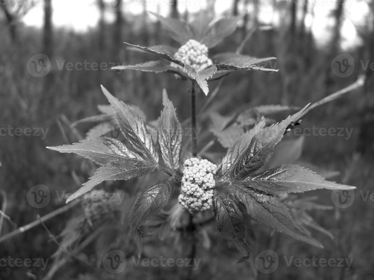 Green Spring Plants Close View Natural Background Version 227 photo