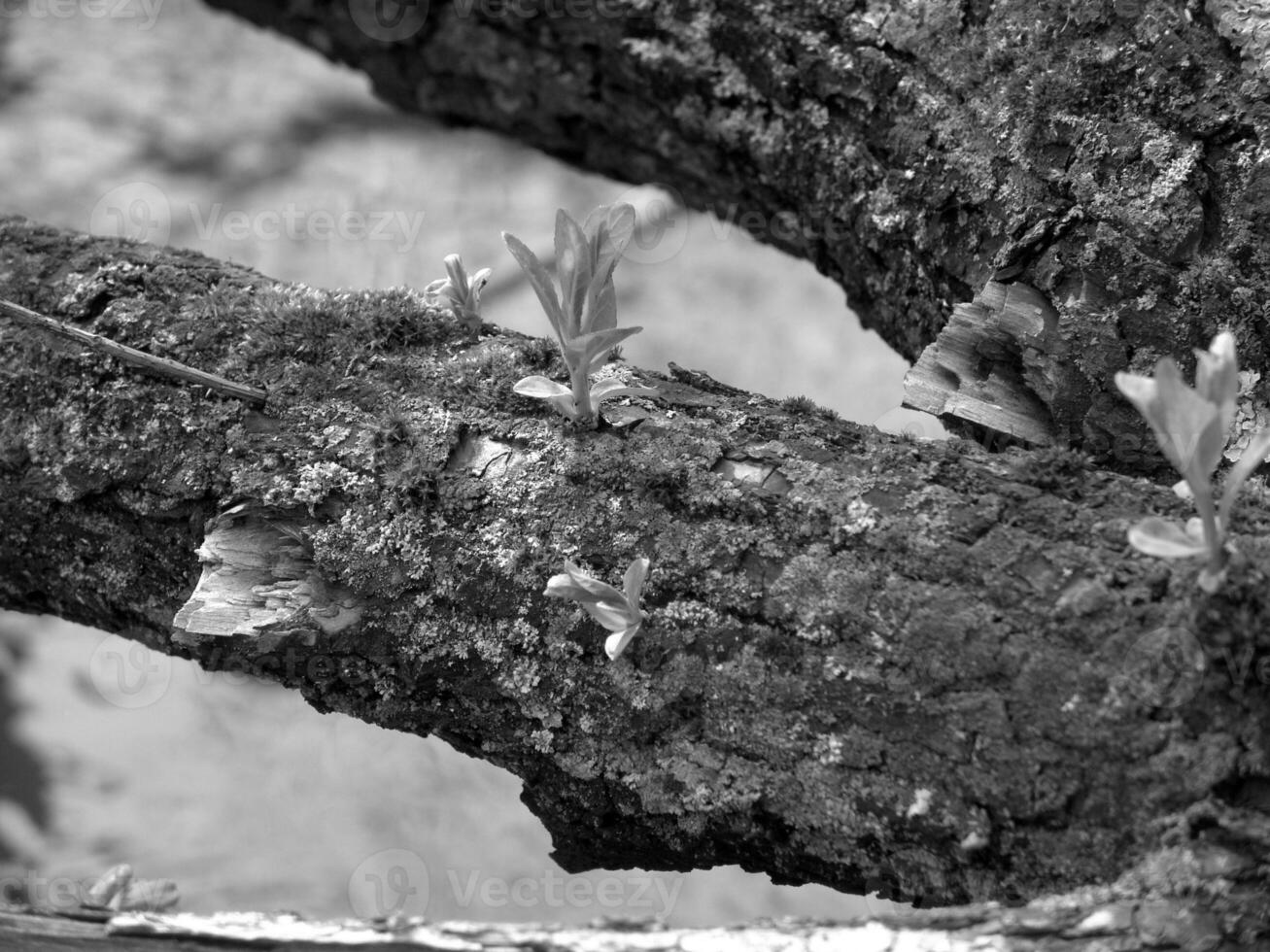 Green Spring Plants Close View Natural Background Version 160 photo
