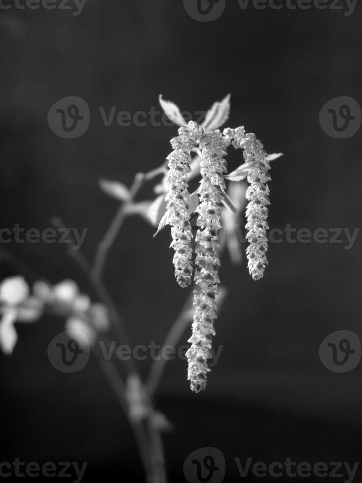 Green Spring Plants Close View Natural Background Version 248 photo
