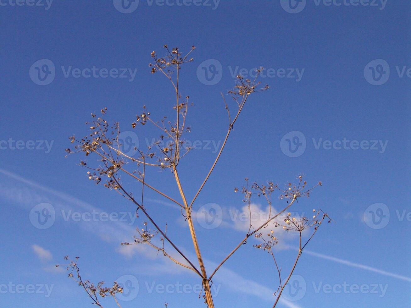 Plant branches over blue sky background for different design purposes photo