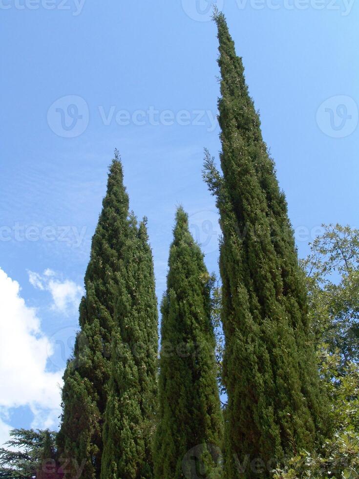 Forest Trees Close View Natural Background, In the Woods , creative wallpaper photo