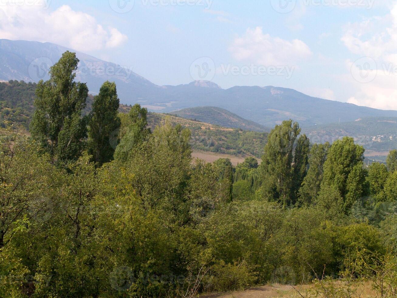 Forest Trees Close View Natural Background, In the Woods for different design purposes photo