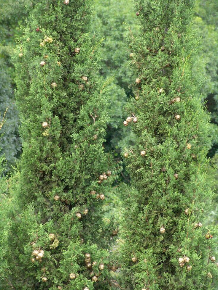 Forest Trees Close View Natural Background, In the Woods wallpaper photo