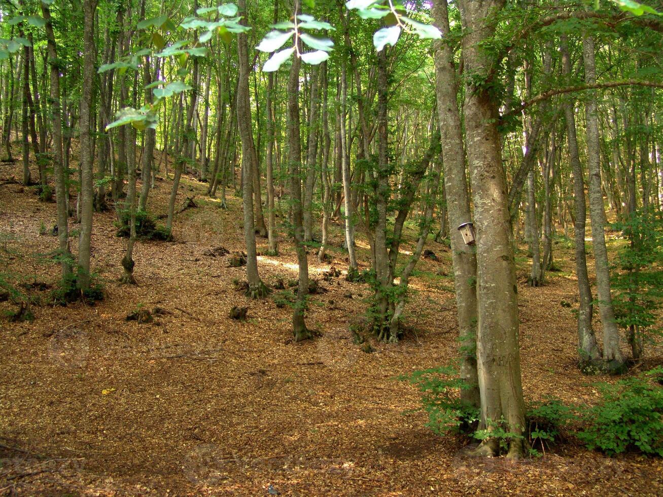 Forest Trees Close View Natural Background, In the Woods Version 15 photo
