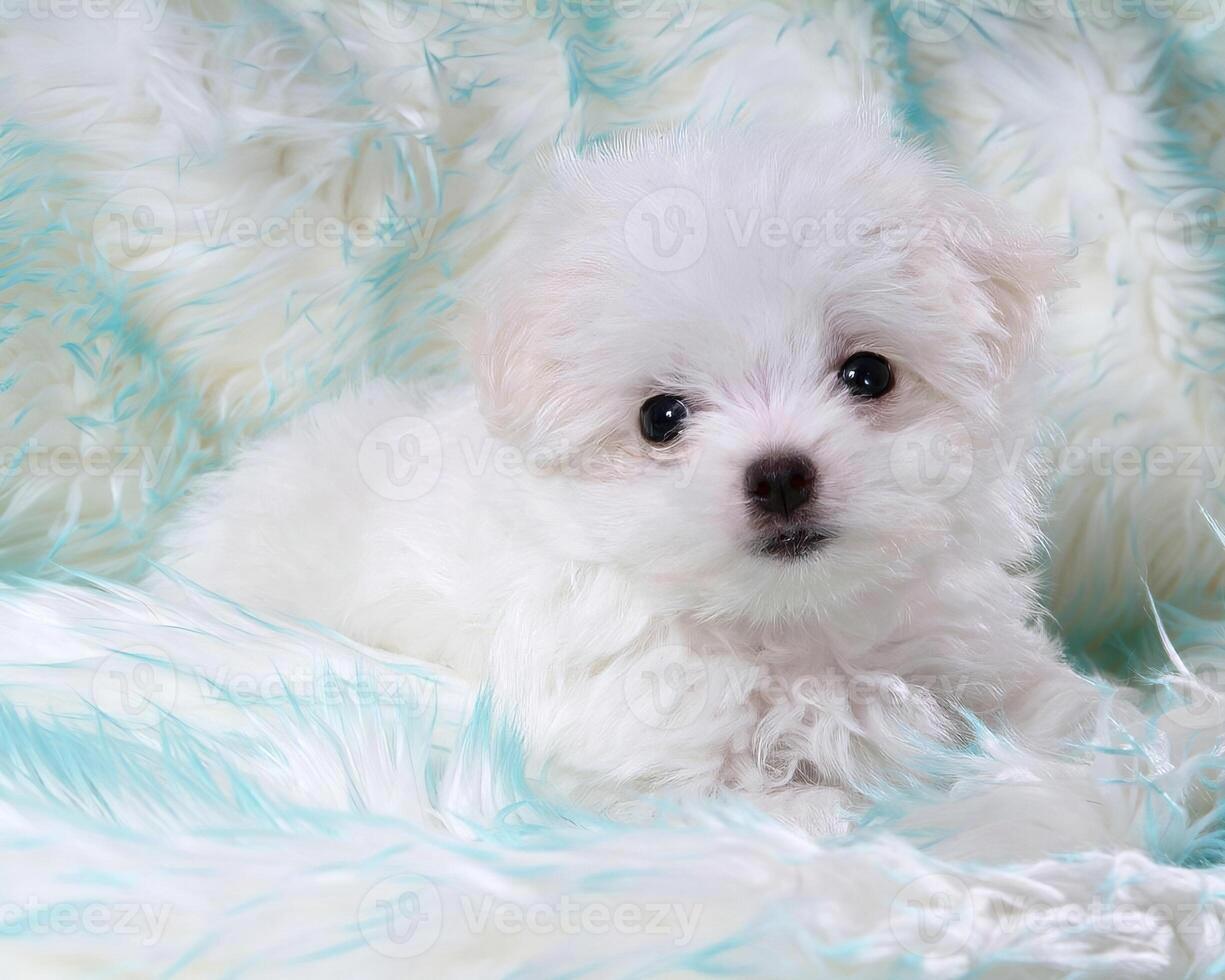 Cute fluffy dog close view portrait background Version 16 photo