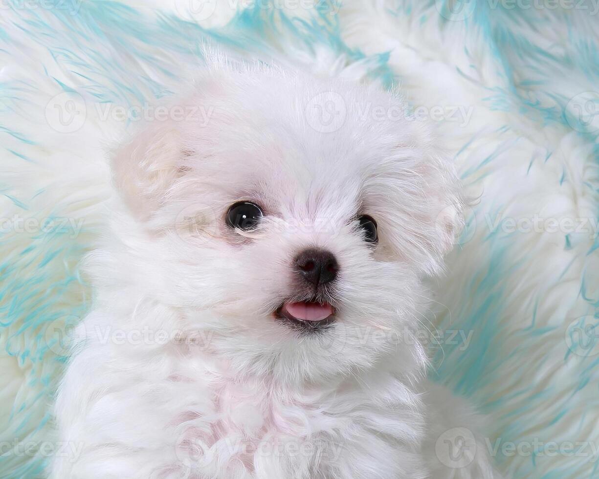 Cute fluffy dog close view portrait background Version 15 photo