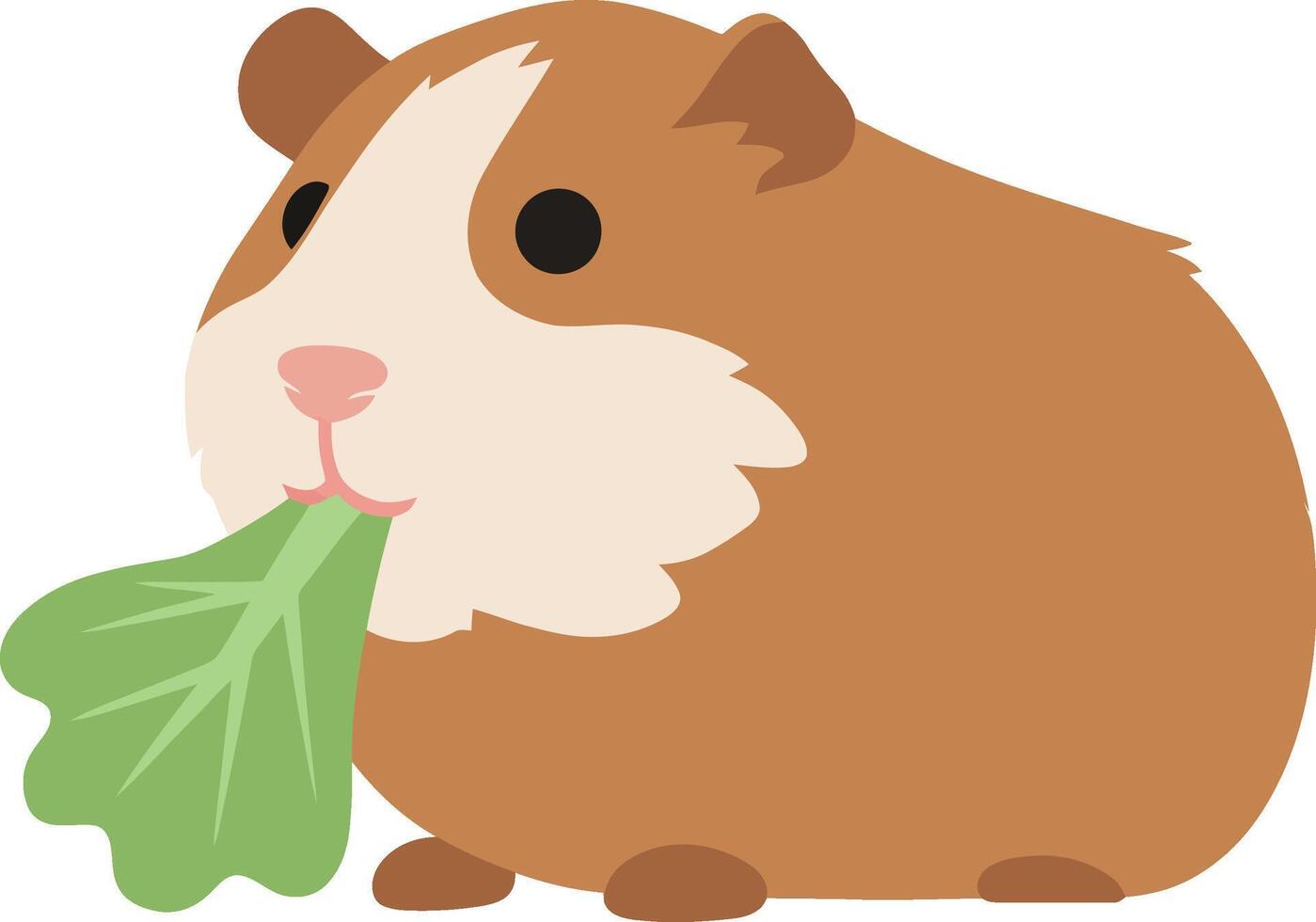 Cute guinea pig nibbling on green lettuce in a flat illustration vector