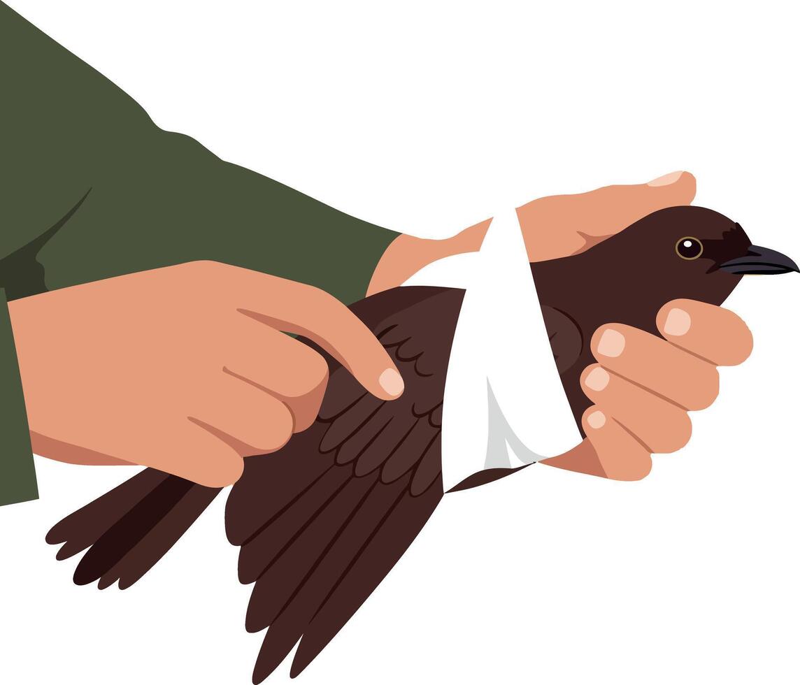 Caring hands gently bandaging a brown bird in a flat illustration vector