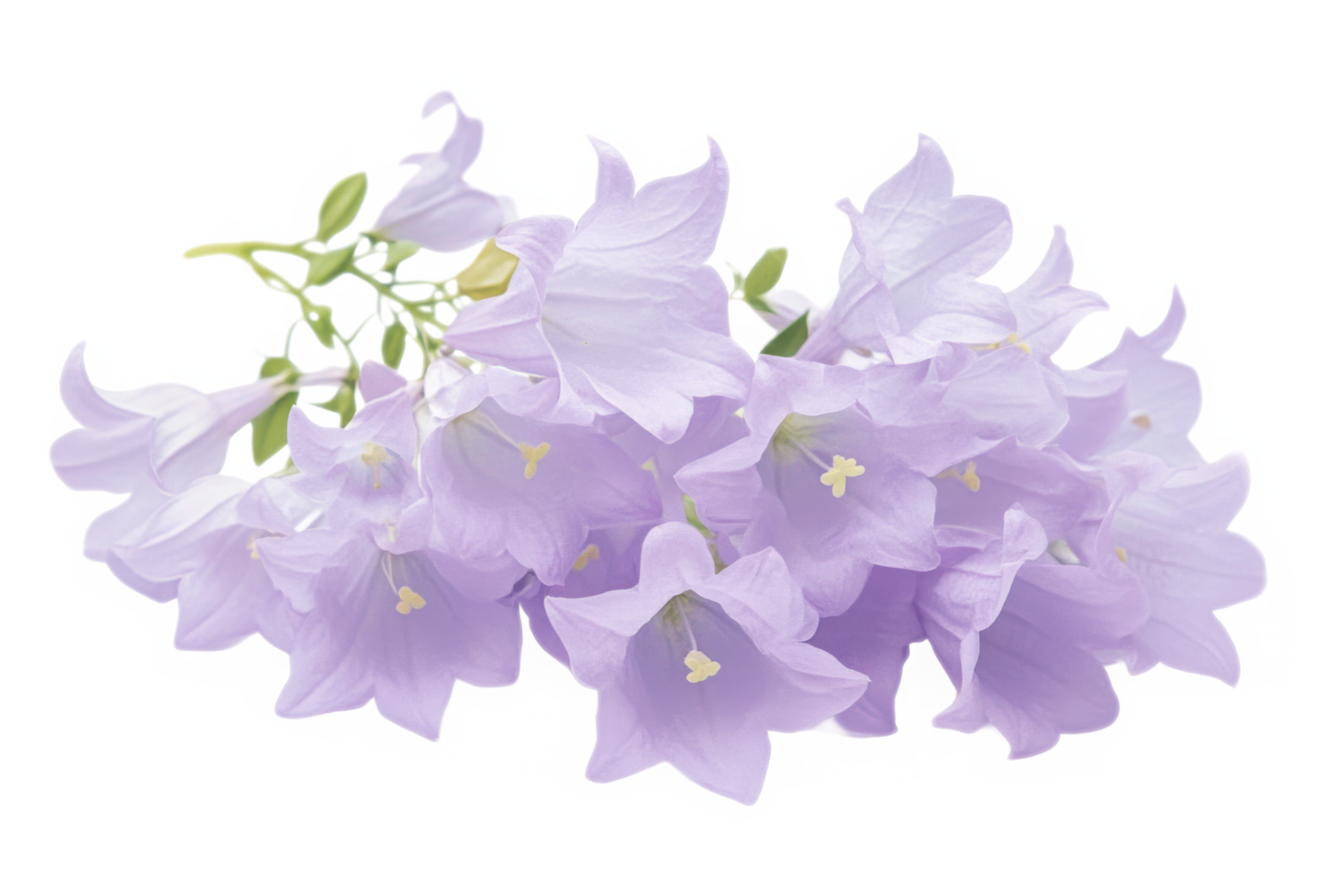 Soft lavender campanula flowers with bell-shaped blooms isolated on transparent background png