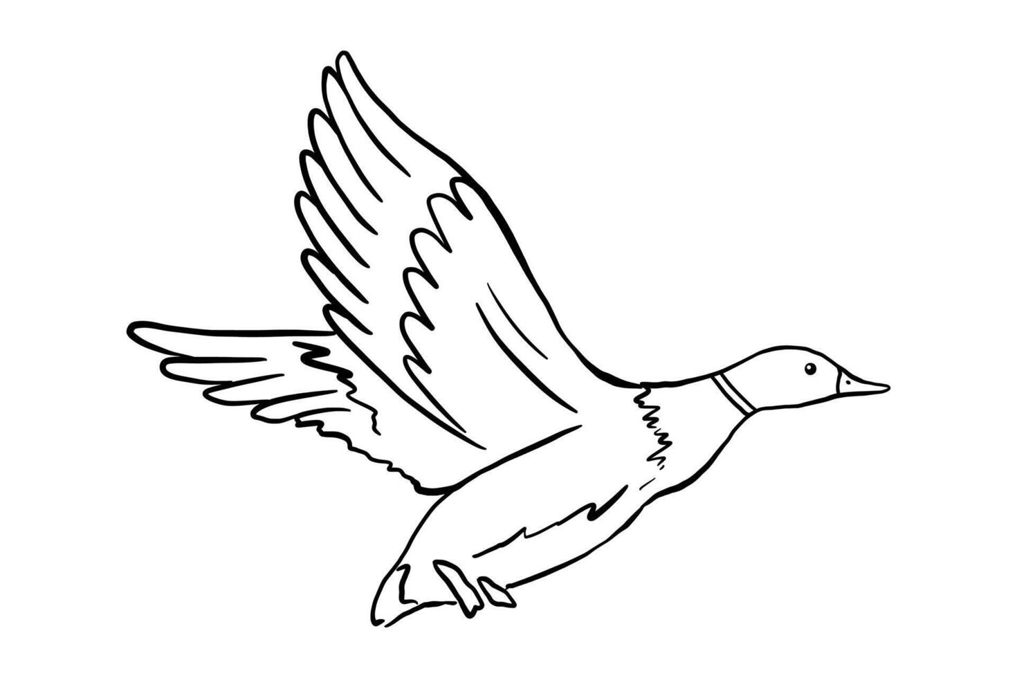 Outline flying duck. line illustration pond bird isolated on white background. Duckling doodle vector
