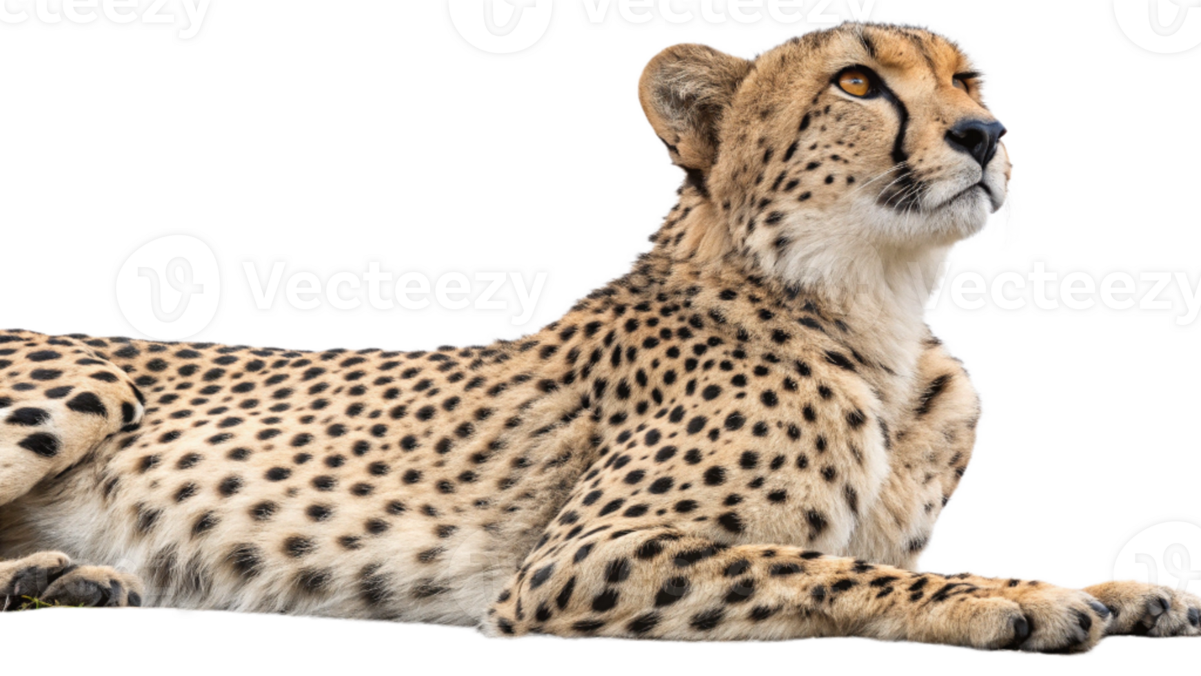 A cheetah is laying down on the ground png