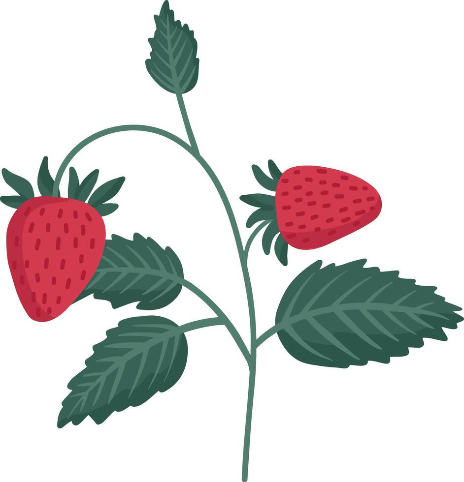 A drawing of a strawberry plant with green leaves vector