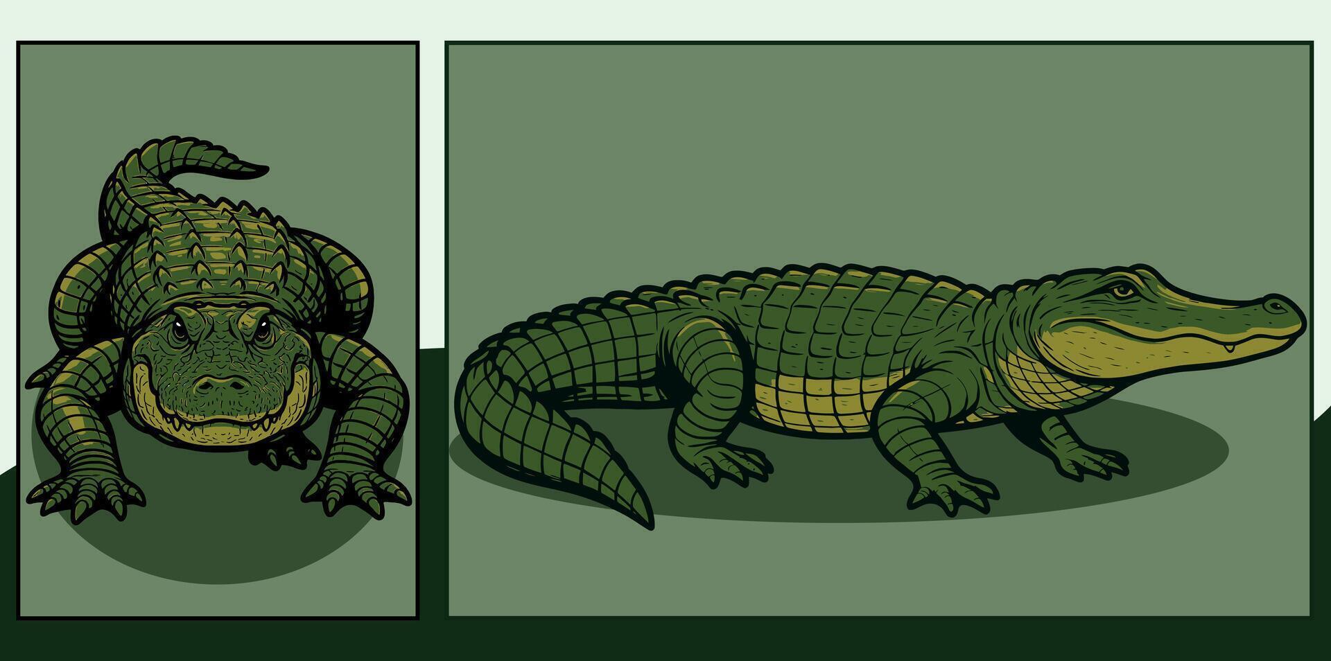 Alligator front and side view cartoon illustration vector