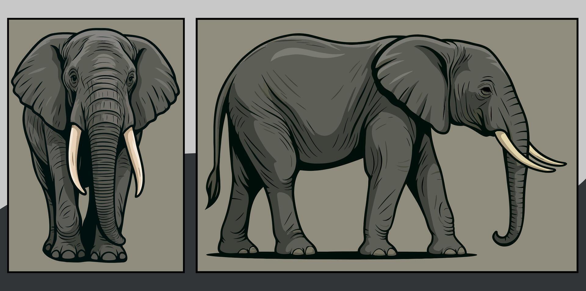 Elephant front and side view cartoon illustration vector