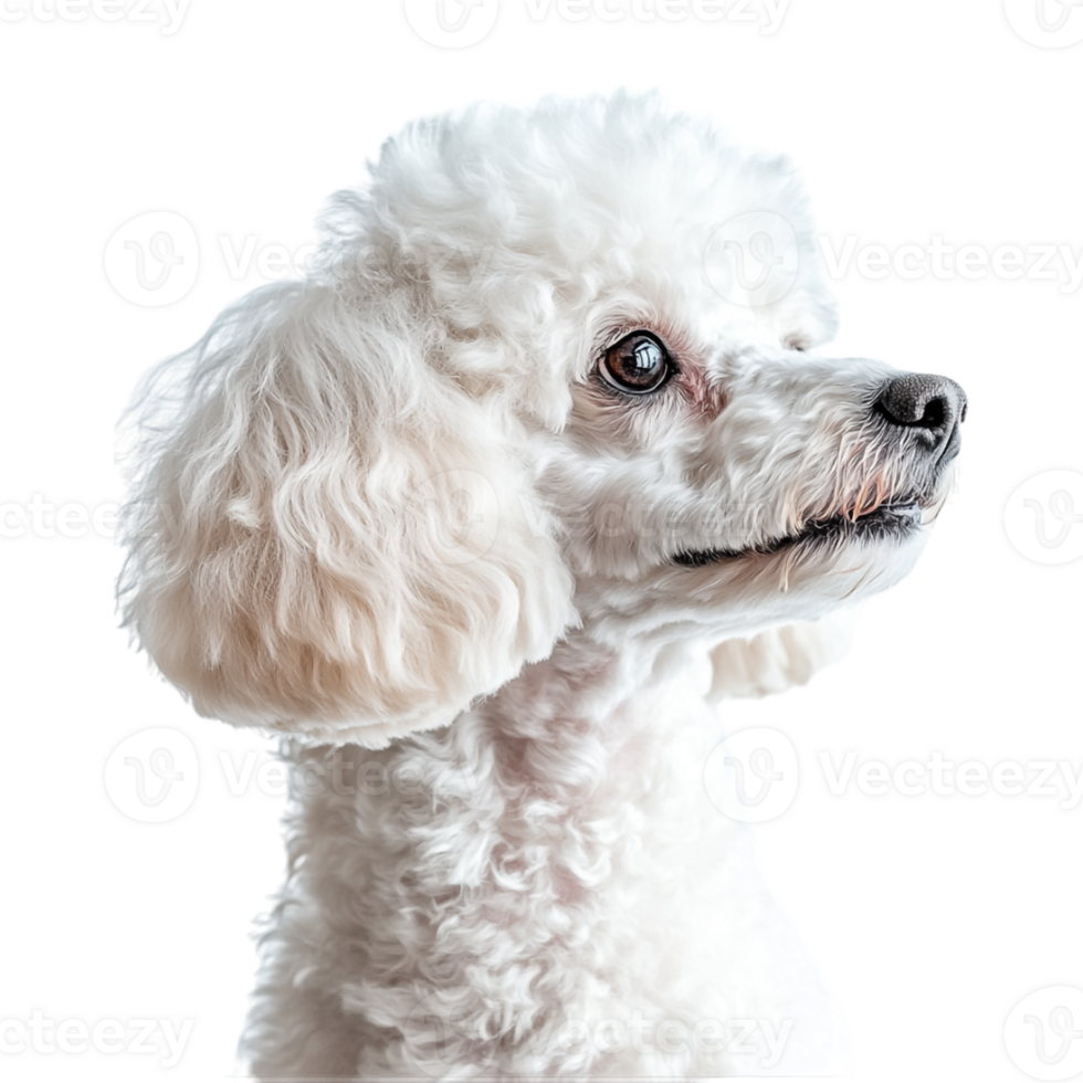 a white poodle dog is standing on a transparent background png