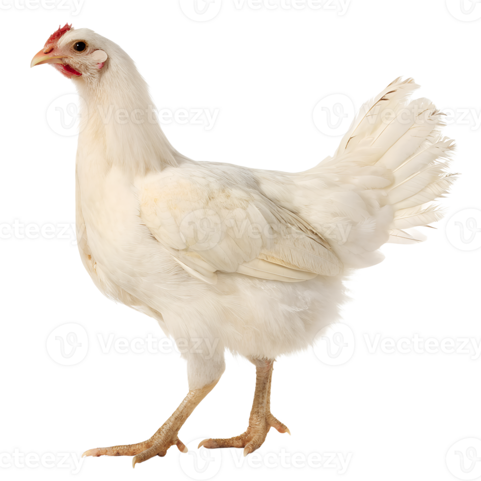 Healthy Hen, White Chicken png