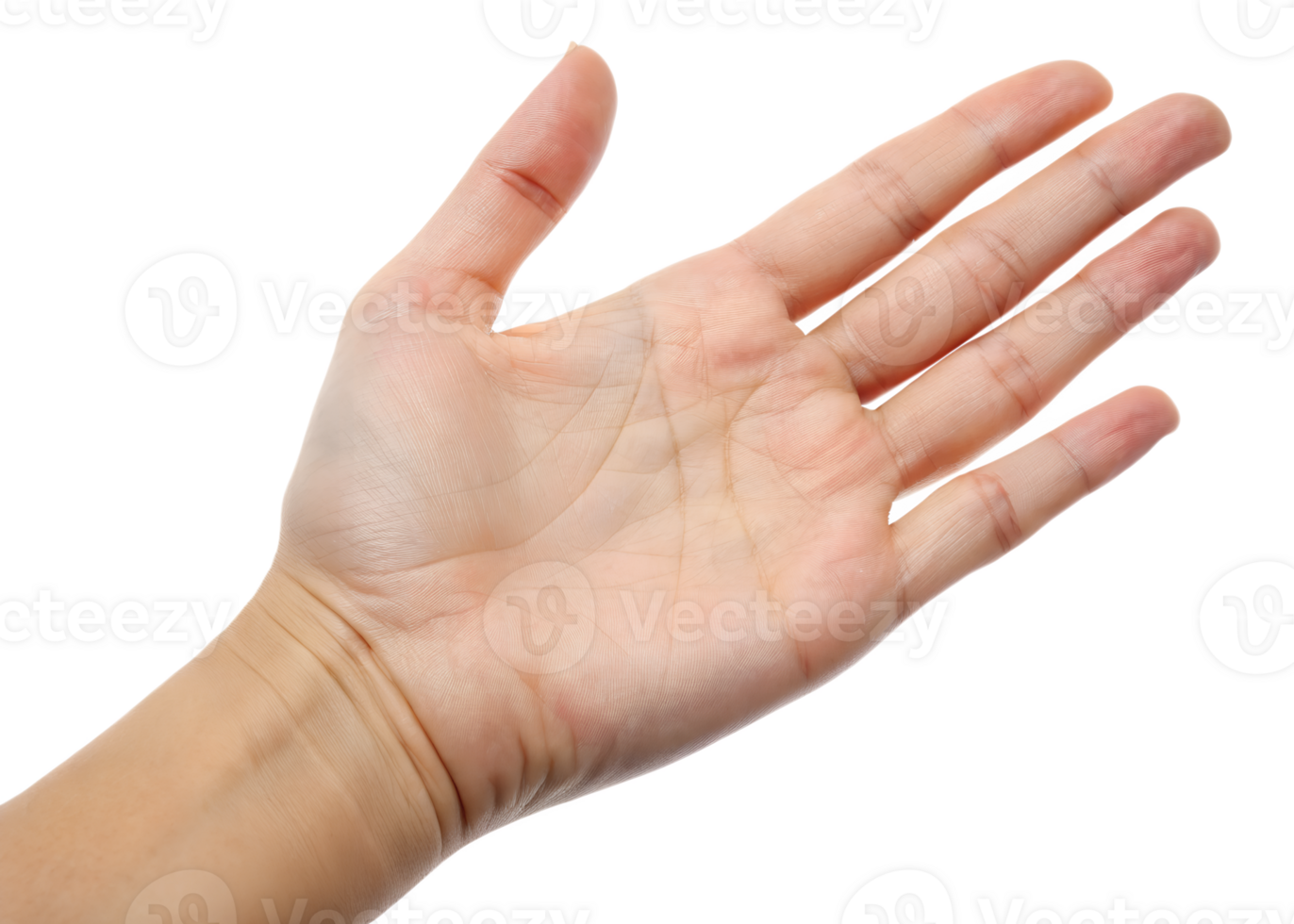 Closeup of Clean Open Empty Hand Palm png