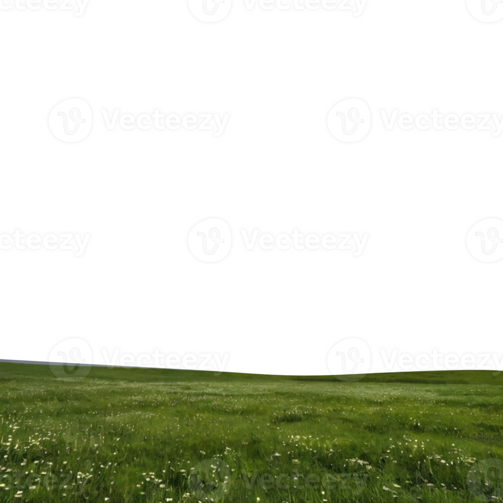 a grassy field with grass and flowers png