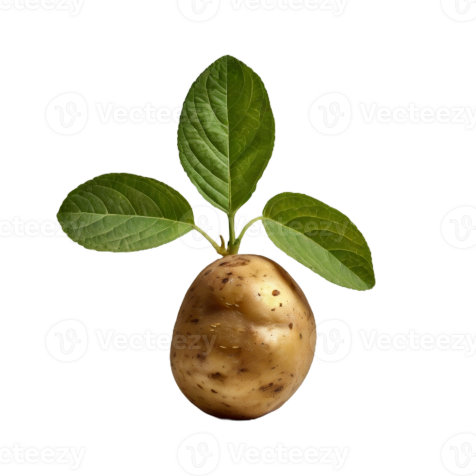 A potato with leaves png