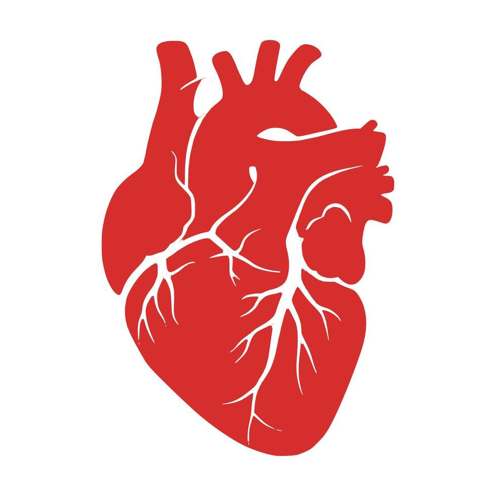 Medical anatomical symbol of a human heart, isolated on a clean white background. vector
