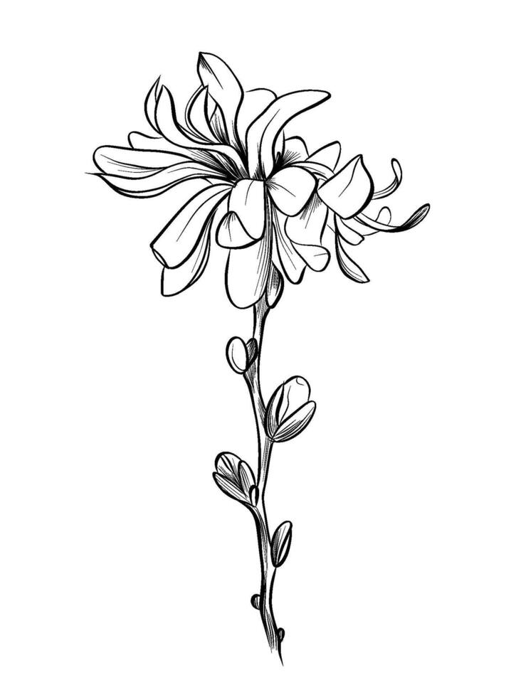 Magnolia Flower Hand Drawing vector