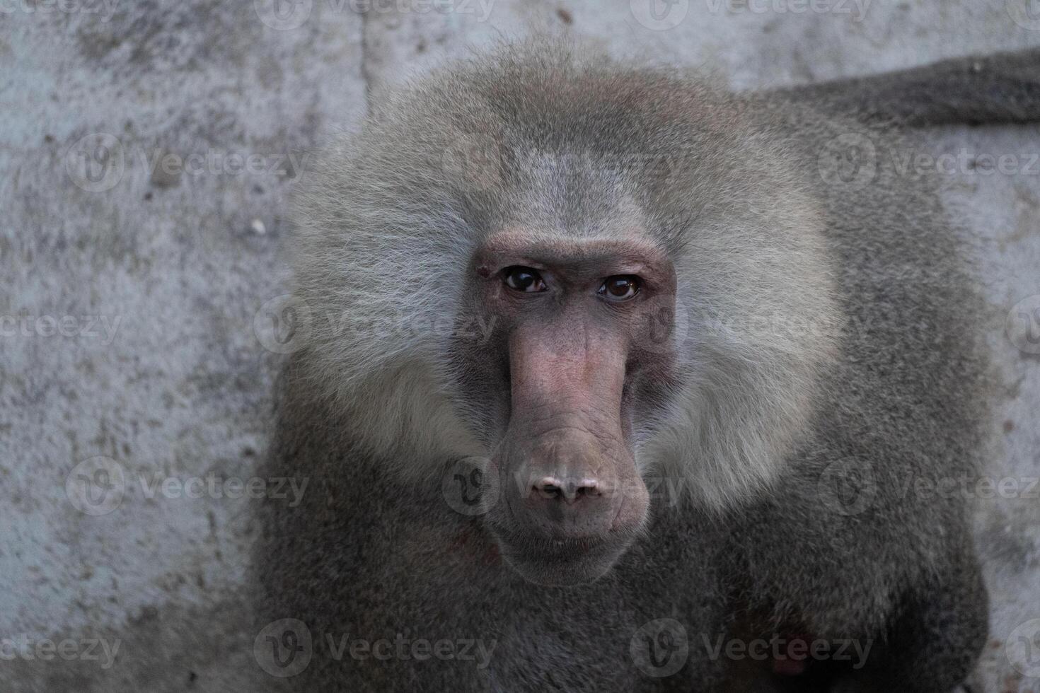 Baboon, Zoo, Portrait. Close-up of a baboon looking directly at the camera in a zoo setting. photo