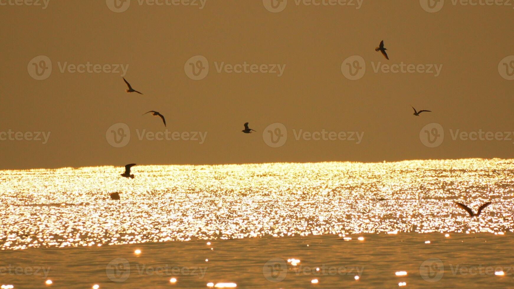 Seagulls Sunset Flight Ocean. Coastal birds soaring during golden hour, showcasing serene evening scene. photo