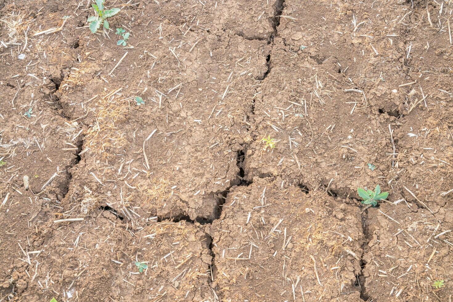 Drought soil cracks, Cracked earth. Dry earth shows cracks after a drought in fields due to hot weather today. photo