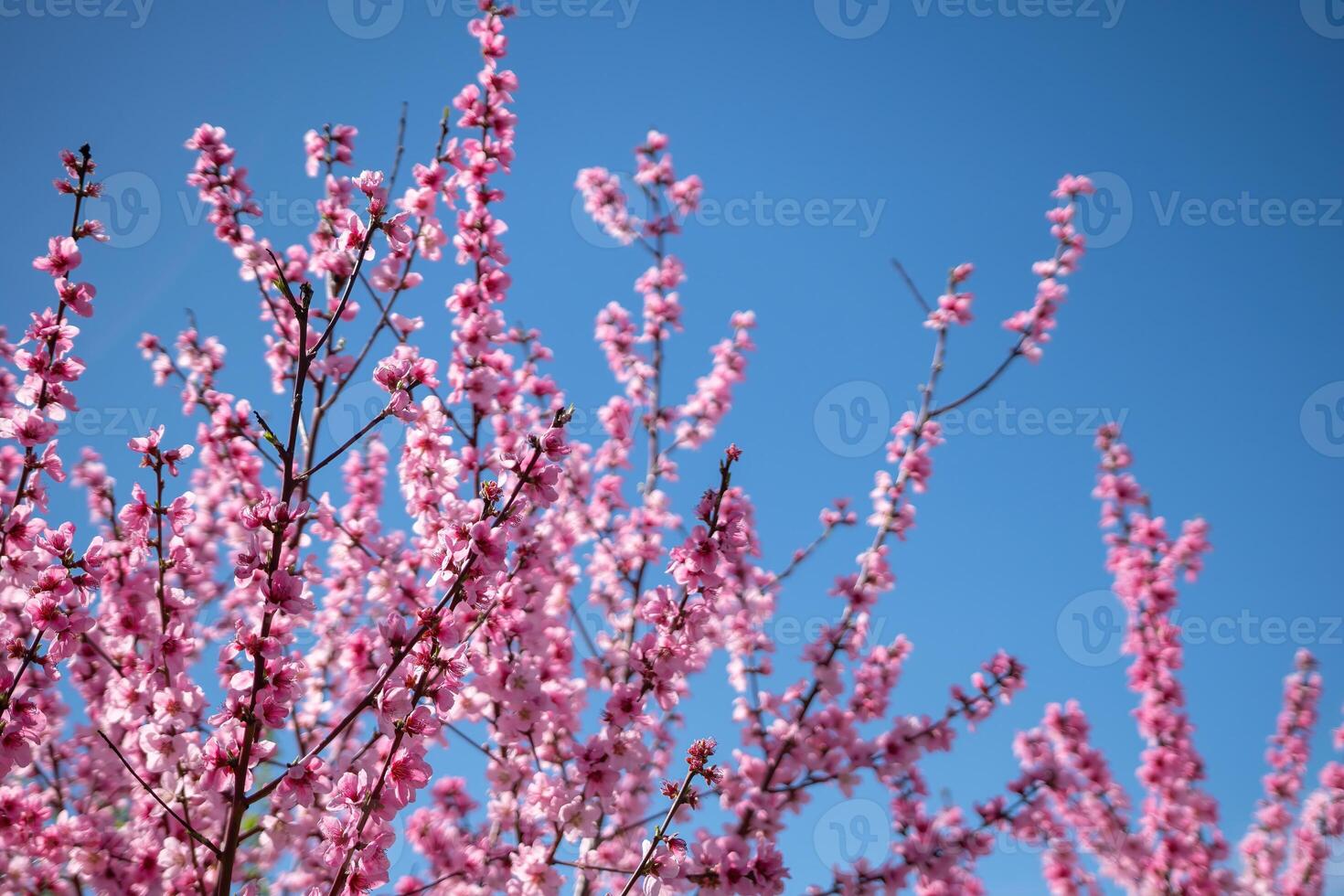pink flower peach is on a tree branch. The flower is in full bloom and is surrounded by other pink flowers. The sky is blue and clear, and the sun is shining brightly. Concept of beauty and photo