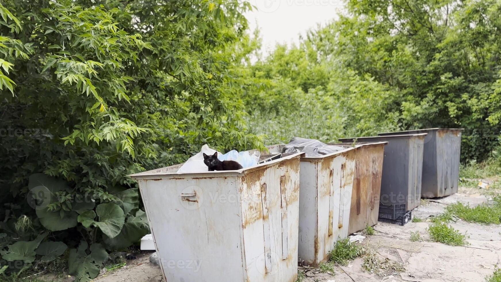 Black homeless cat lying in a dumpster at countryside. Stray kitten looking into camera from trash bin. Problem of protecting animals concept photo