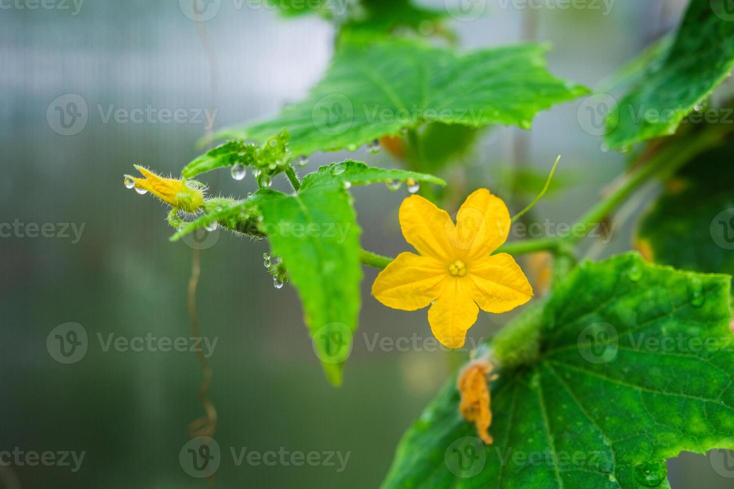 A vegetables on branches in a greenhouse photo