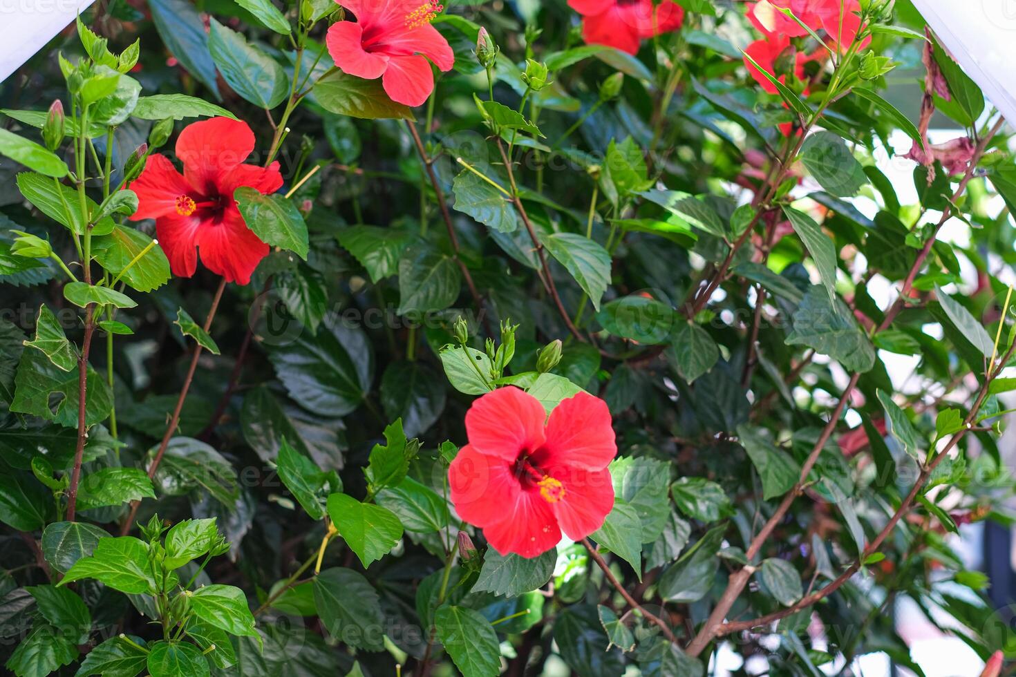A group of red flowers with green leaves photo