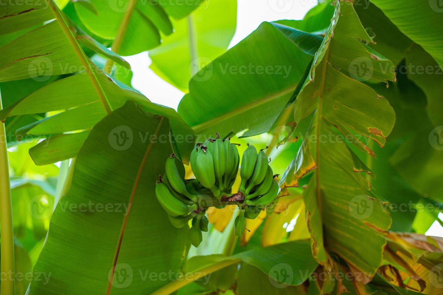 Unripe Bananas On A Banana Palm . photo