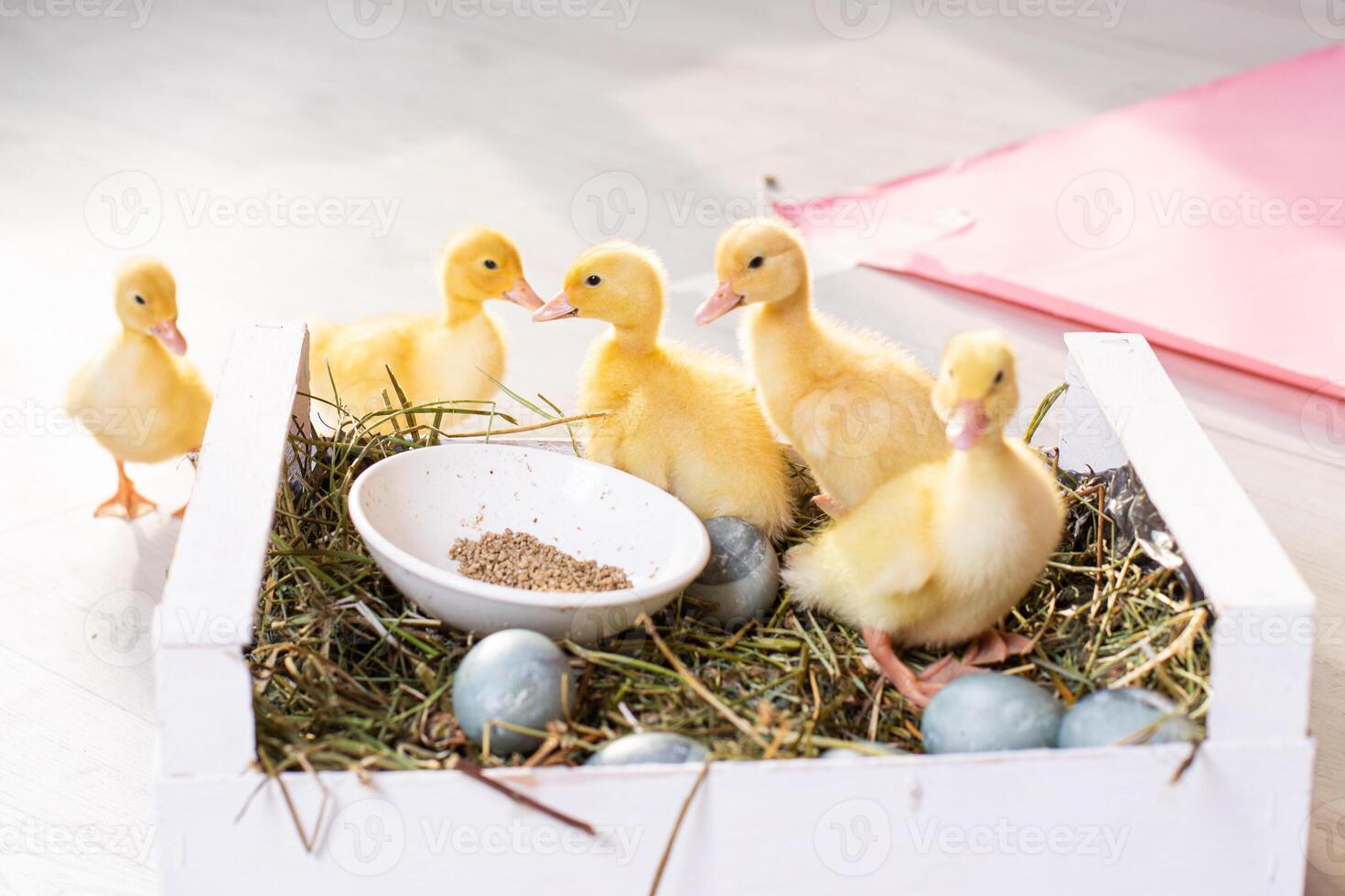 Easter decorated interior with ducklings photo