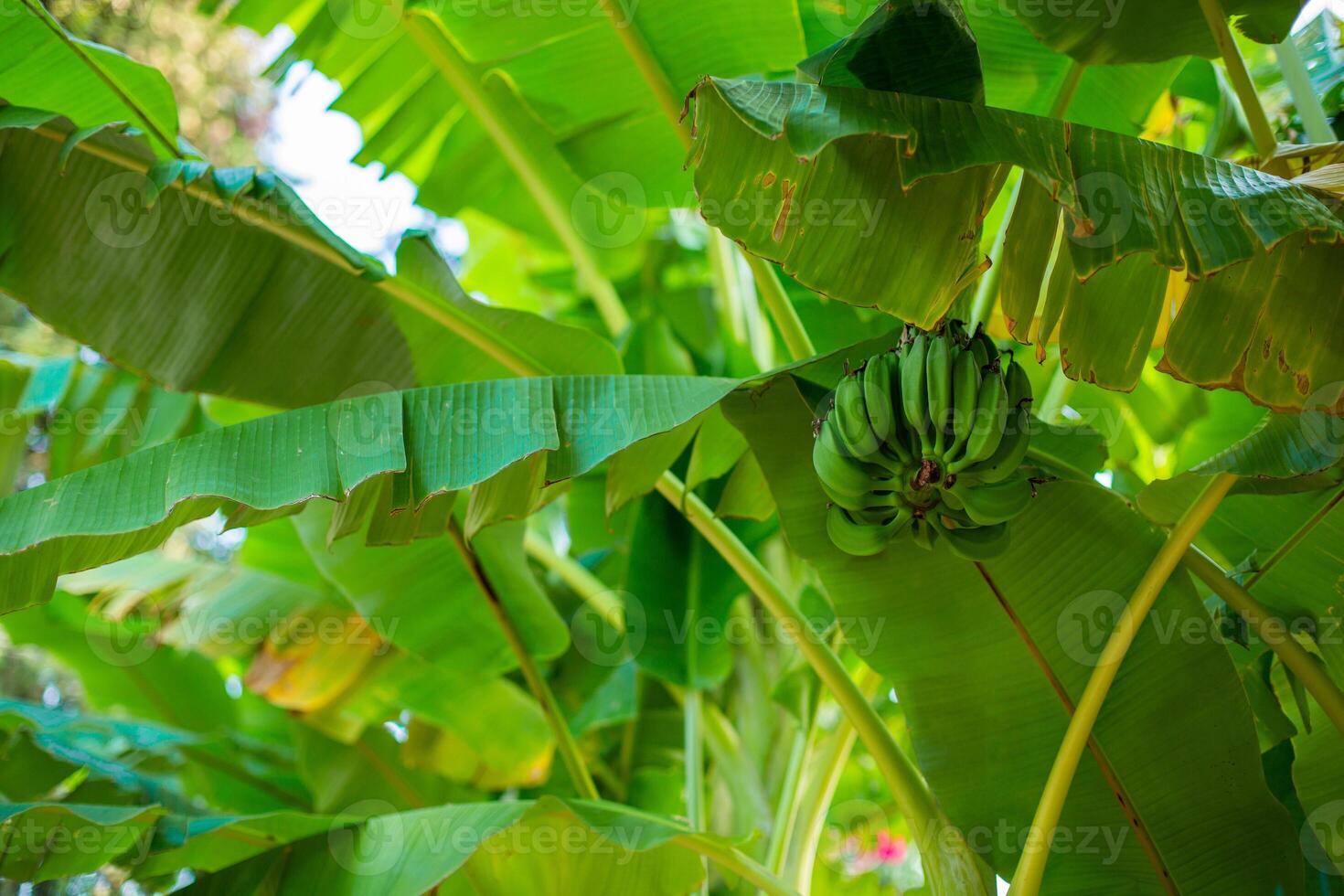 Unripe Bananas On Banana Palm . photo