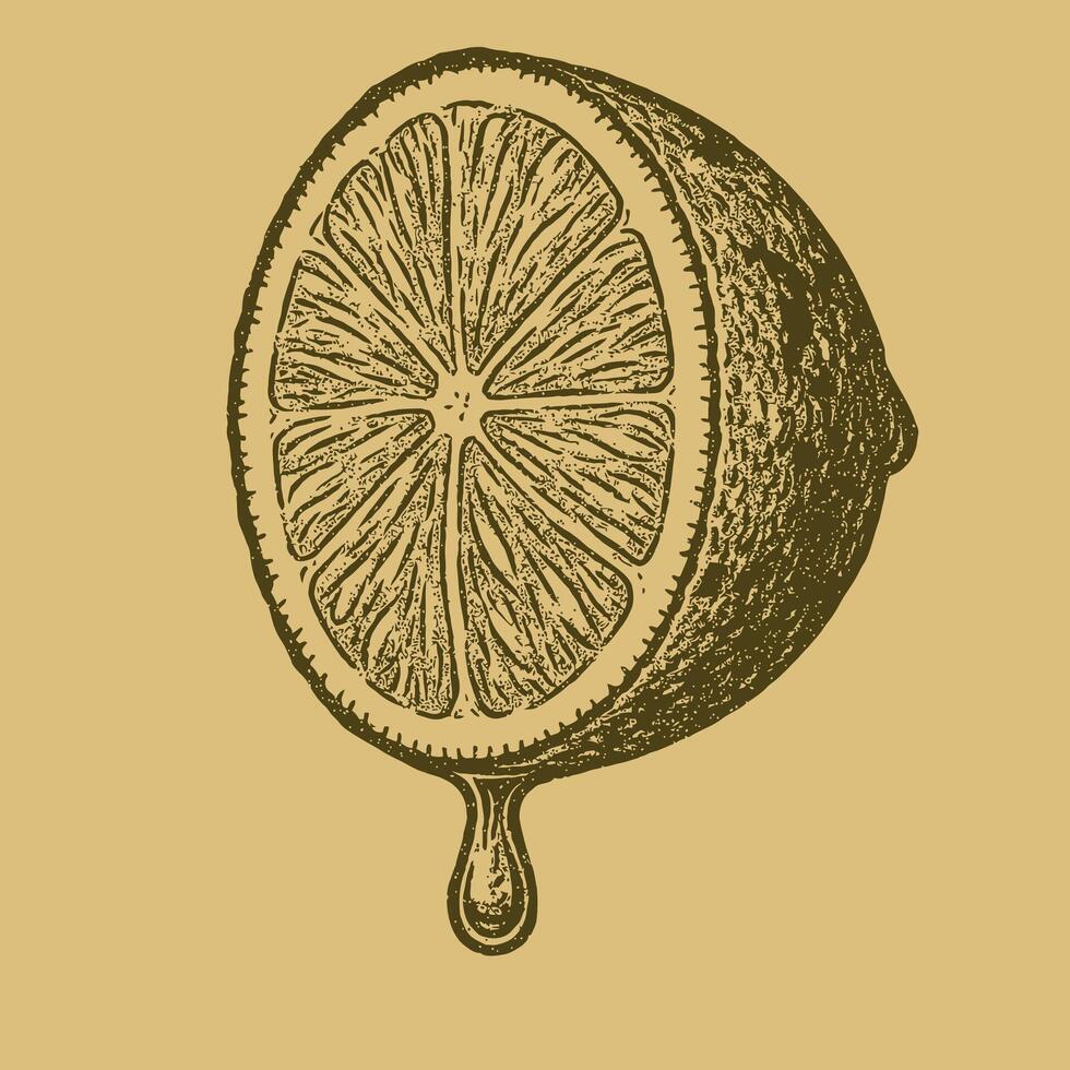 Drawn Half Lemon with Dripping Juice in Vintage Style Graphic vector
