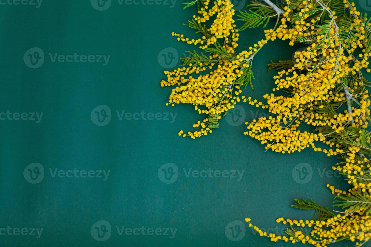 Mimosa flowers bouquet on a green background photo