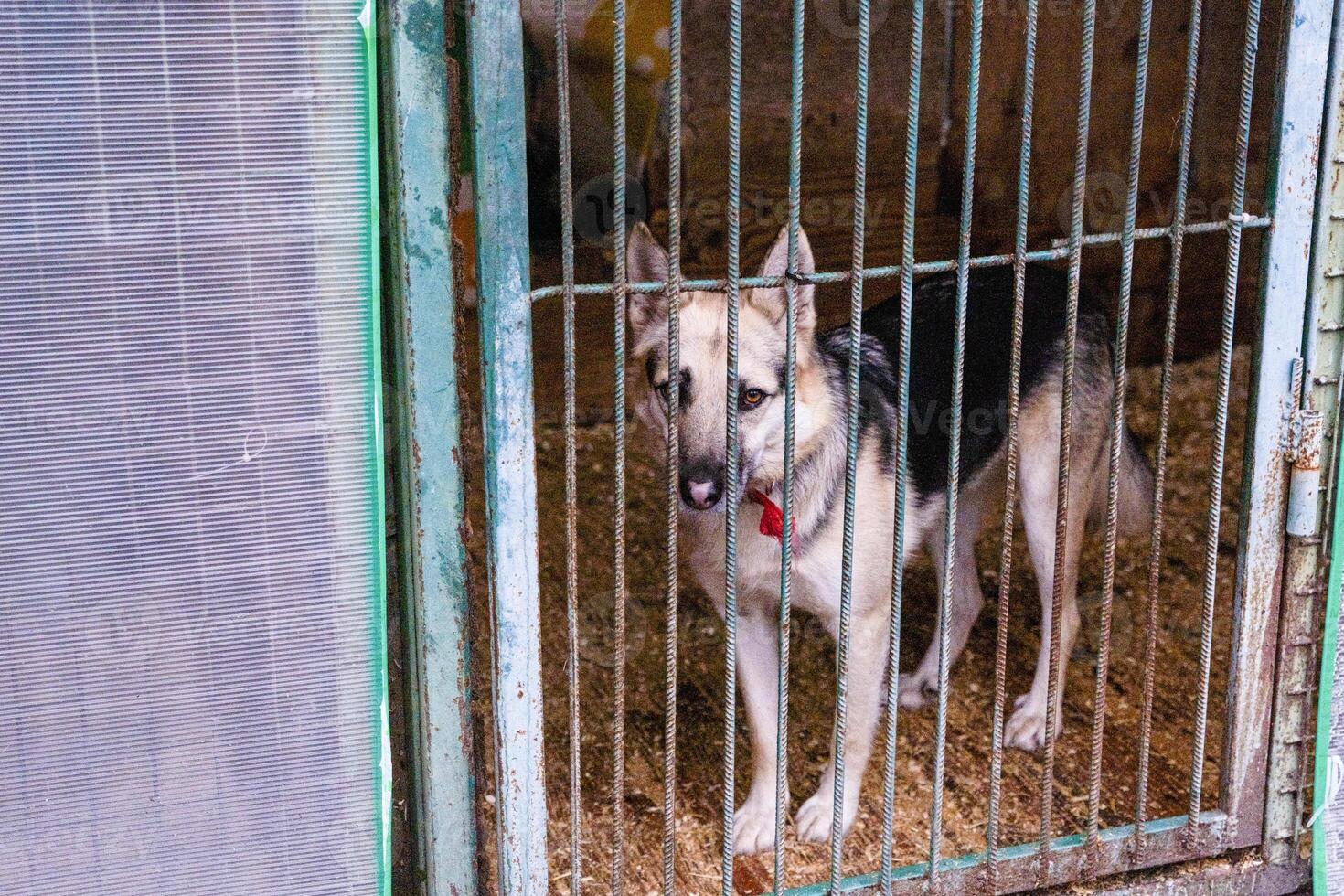 Kennel for animals a dog shelter Homeless dogs in cages animal enclosure autdoor. cages for dogs photo