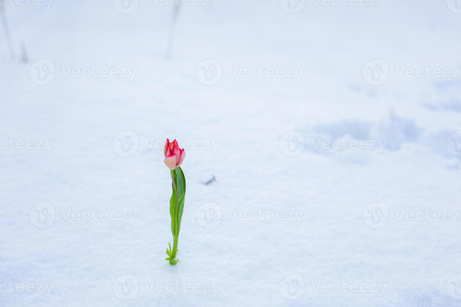 Red tulip with fresh snow photo