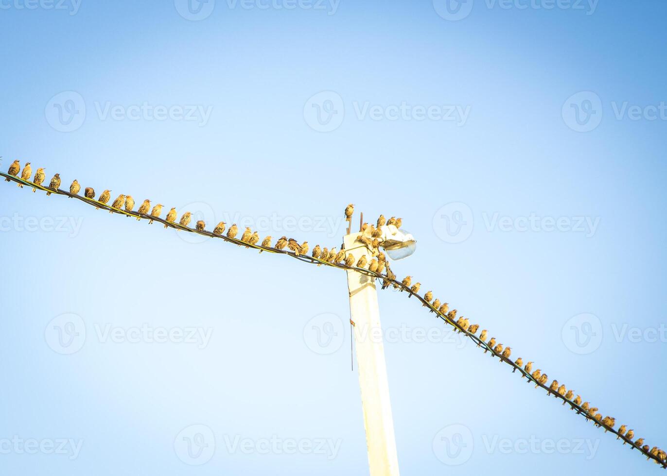 many Birds sits On A electric Line photo