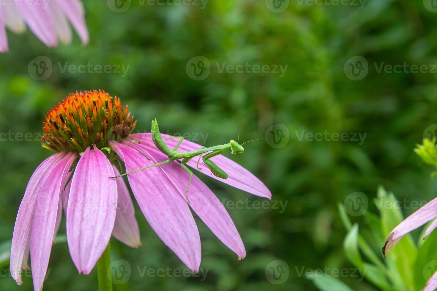 Praying Mantis on a Purple Coneflower photo