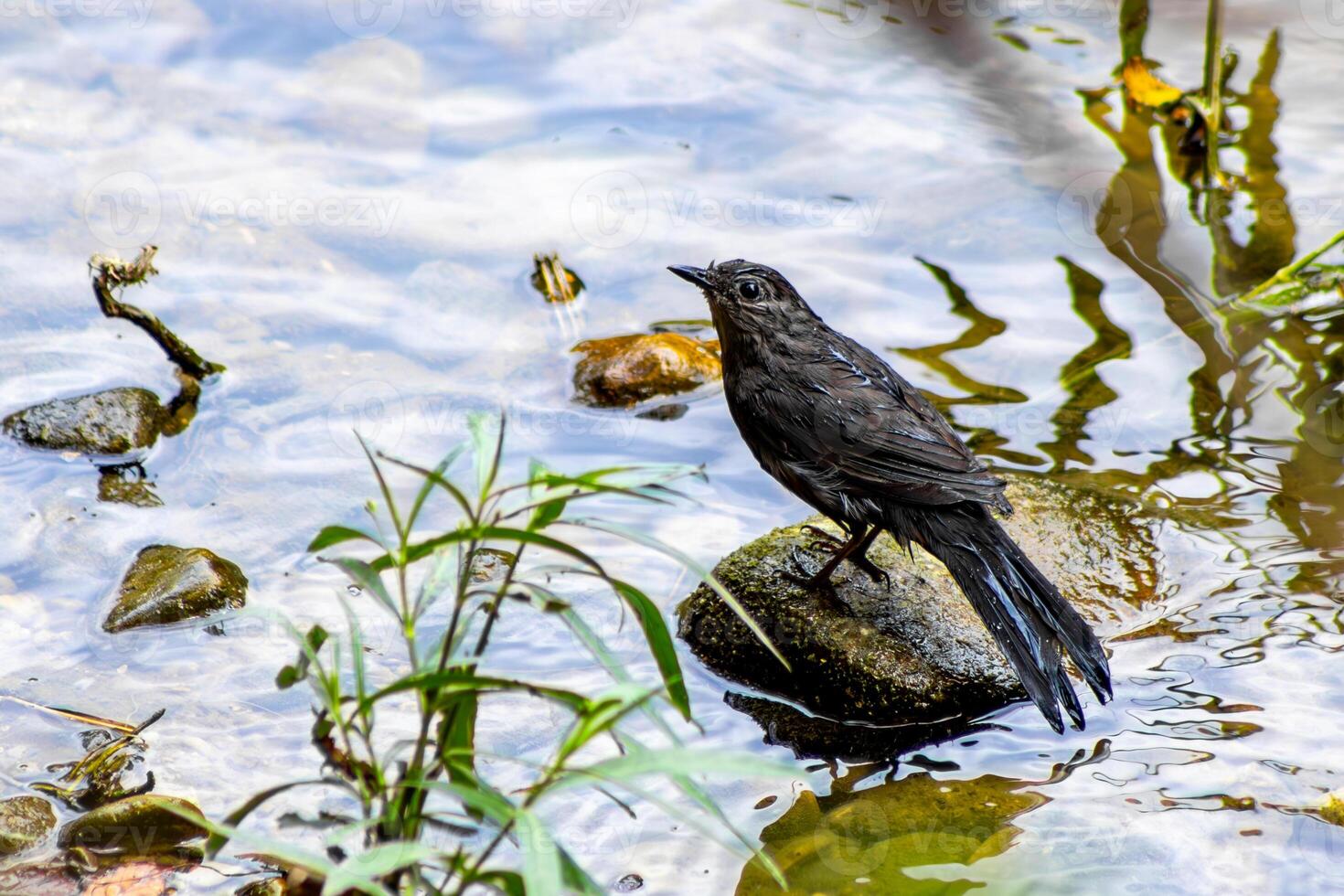 Thrush Bathing in a River photo