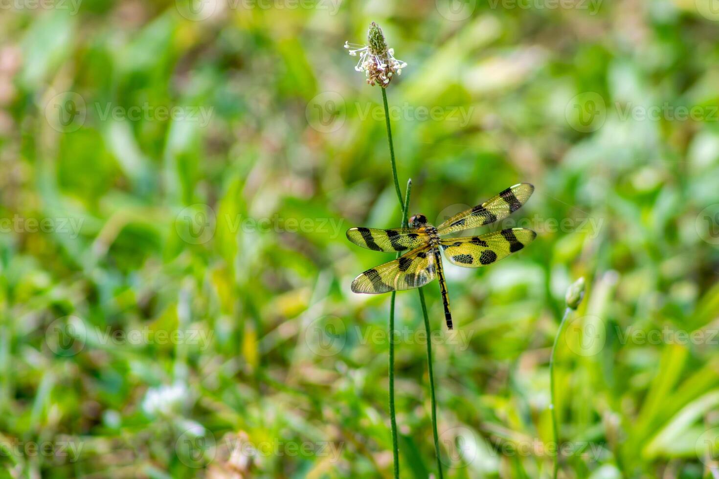 Halloween Pennant Dragonfly Resting on a Stem photo