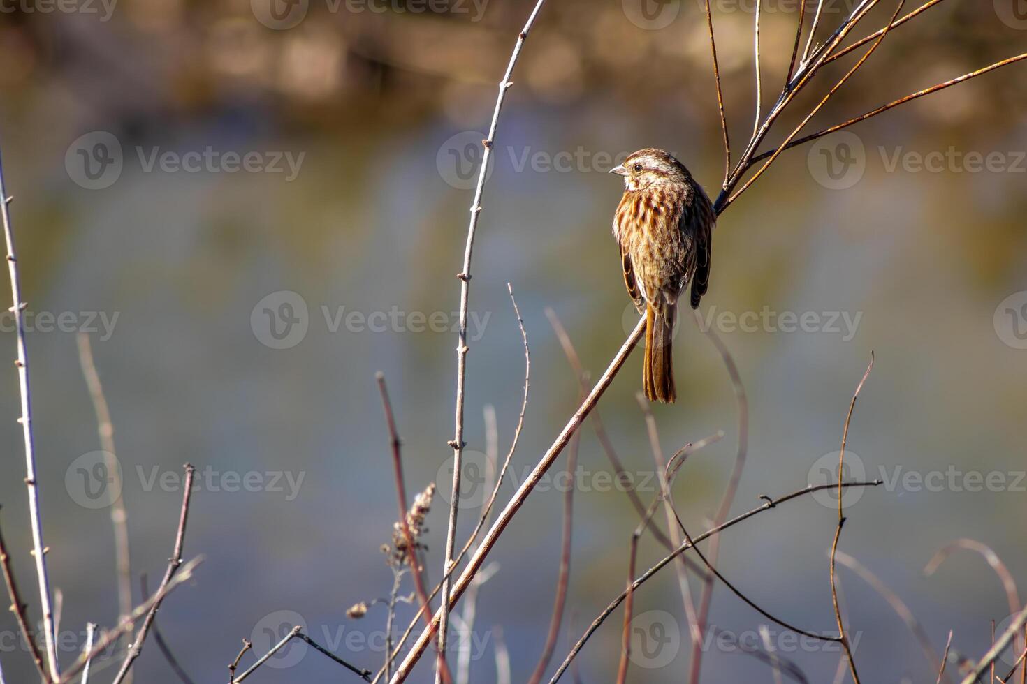 Sparrow Perched on a Twig photo
