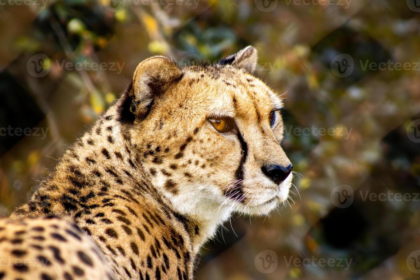 Cheetah Portrait with Blurred Background photo