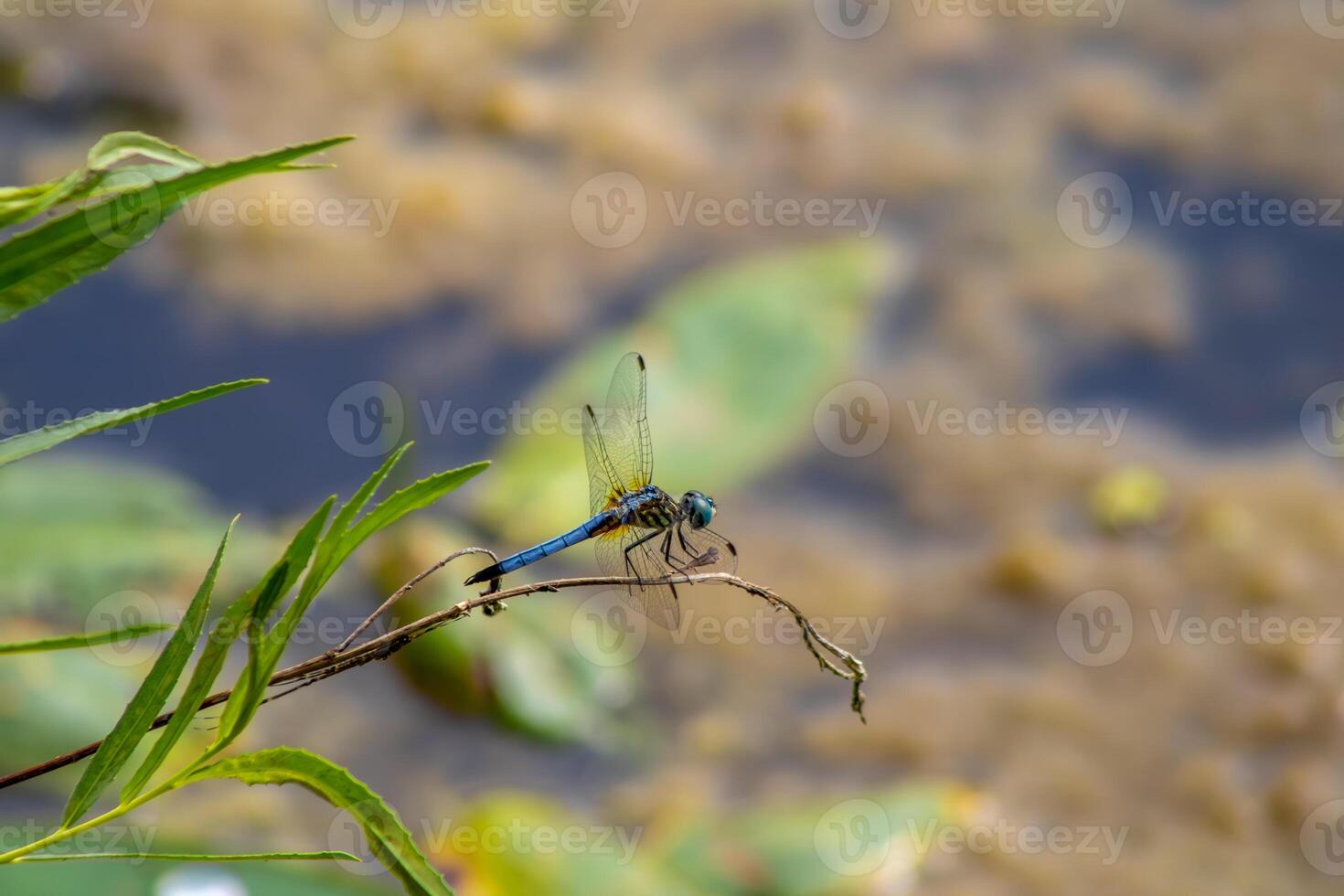 Blue Dragonfly Resting on a Twig photo