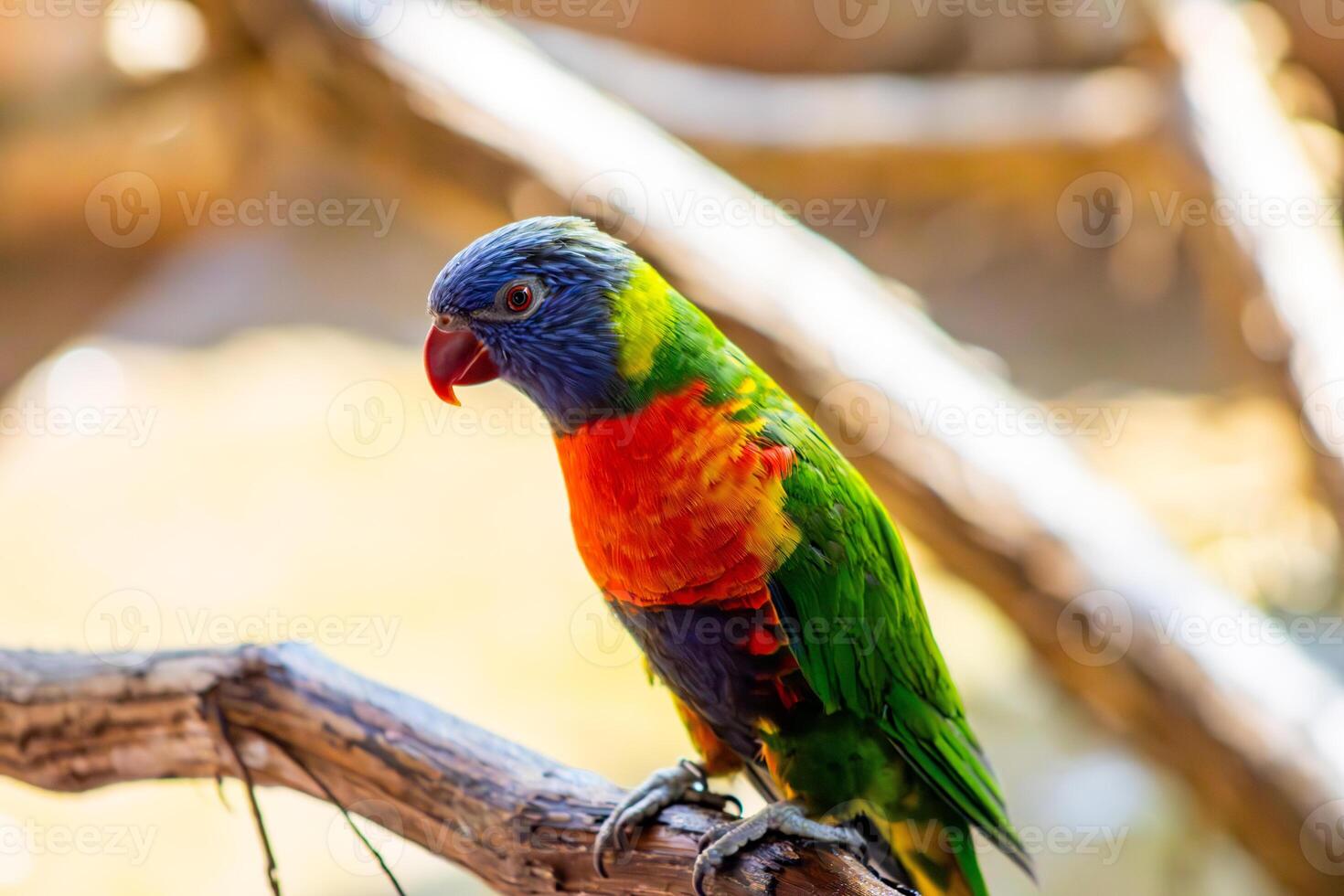 Rainbow Lorikeet Perched on a Branch photo