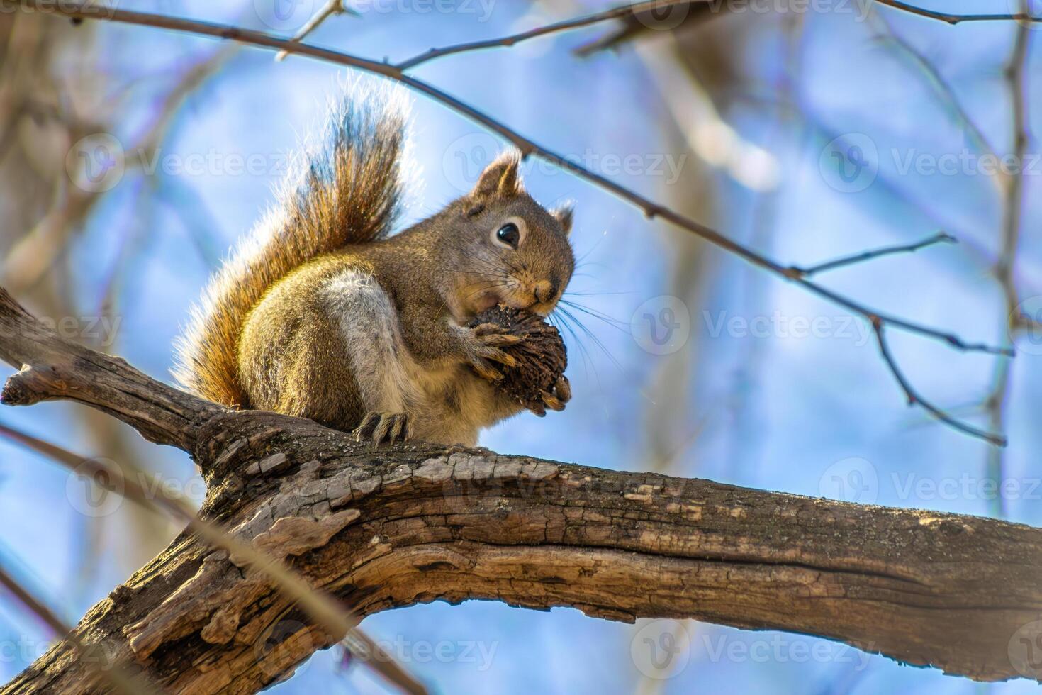 Red Squirrel Eating a Nut photo